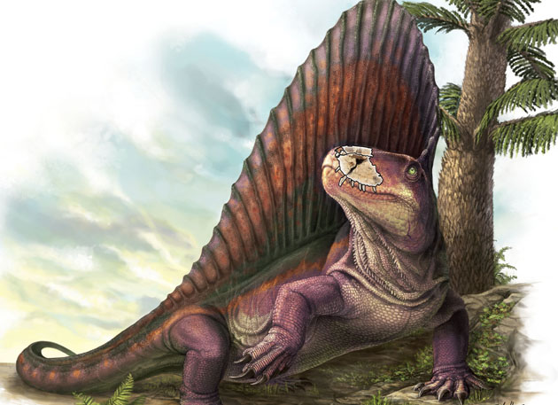 Dimetrodon with jaw section outlined