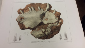A lithograph of the fossil from around the time it originally made its way to the Academy’s collection.