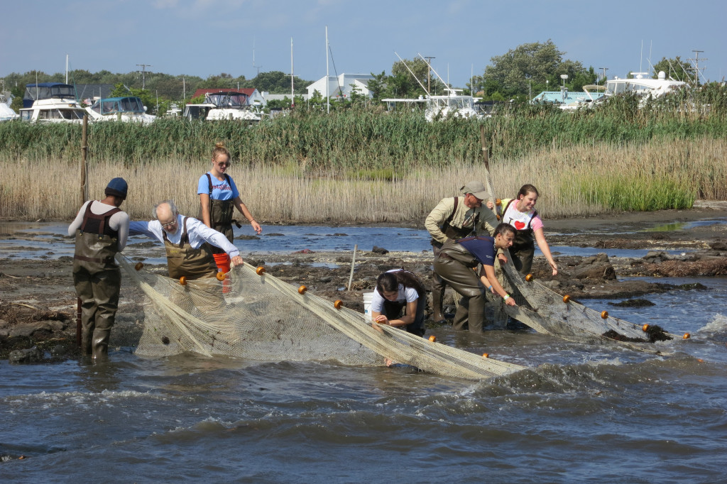 Students assist Academy scientists in field work in a New Jersey bay.