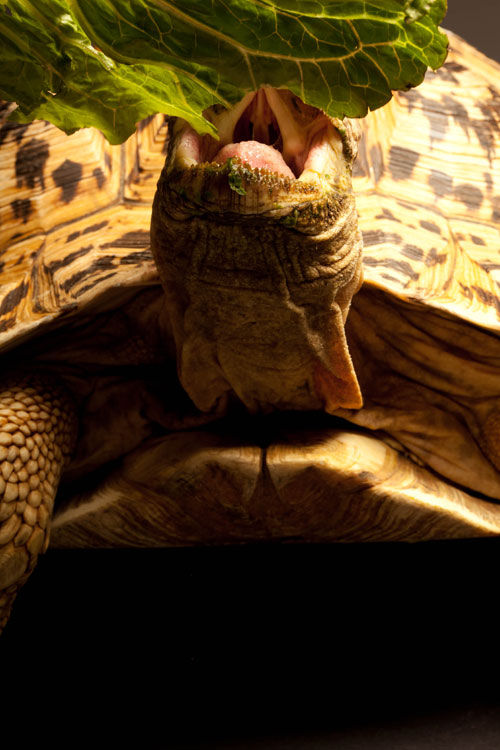 Ollie the Tortoise