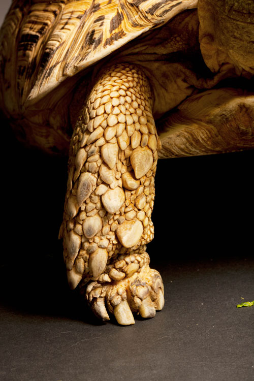 Tortoise leg