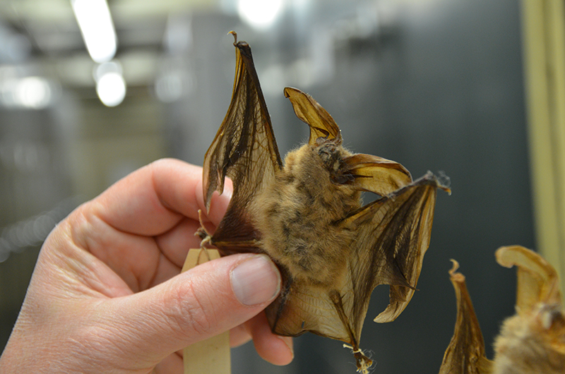 big-eared bat