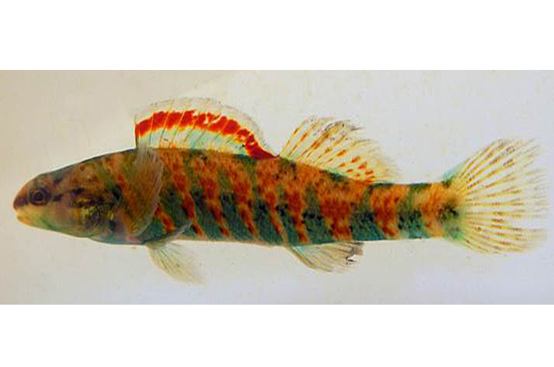 This specimen of a Christmas darter, also known as Etheostoma hopkinsi, was collected in 1945 in the Altamaha and Ogeechee River drainages in South Carolina and Georgia. As you might guess, this red and green-striped beauty is a male specimen; females are typically more drab in appearance.