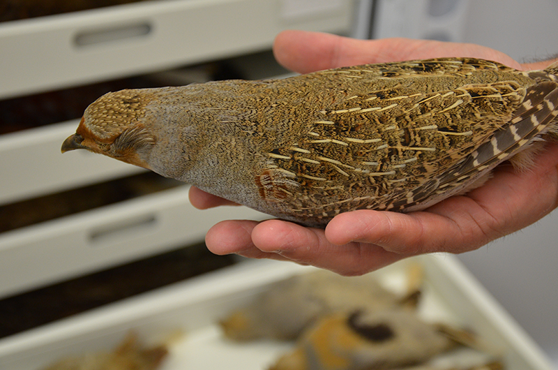 This specimen of a female grey partridge, or Perdix perdix robusta, was collected from Kazakhstan in the year 2000. It is one of more than 200,000 specimens that make up the Academy’s Ornithology Collection. 