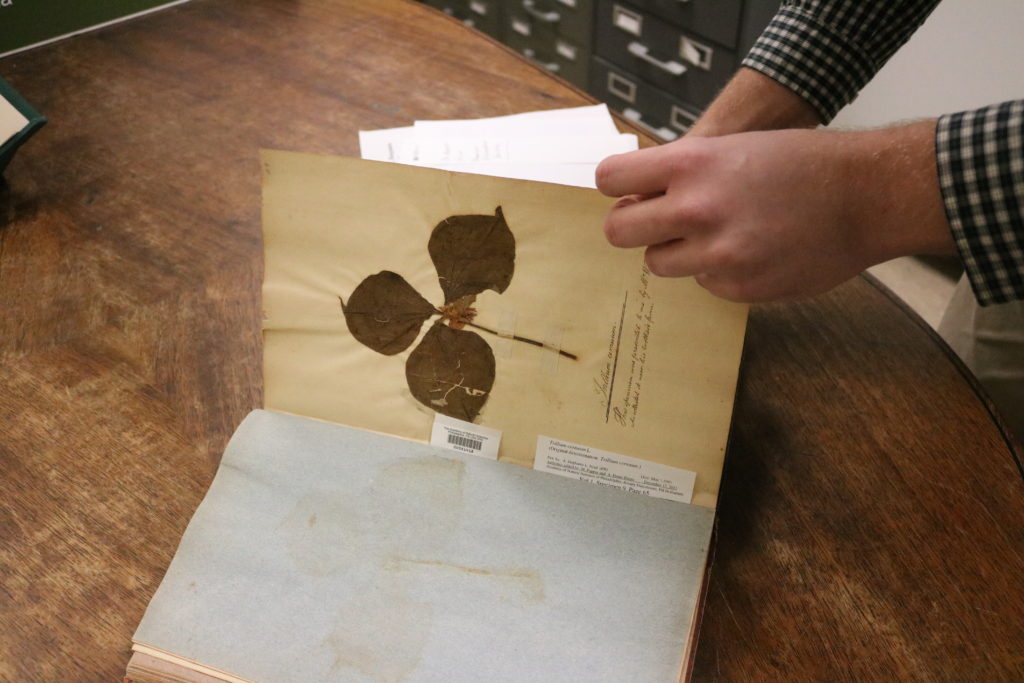 The Botany Collection is an herbarium that contains fungi, lichens, mosses, ferns, and various other types of flowering plants.