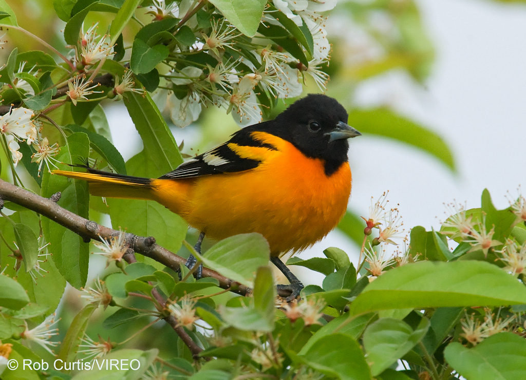 BALTIMORE ORIOLE Icterus galbula male