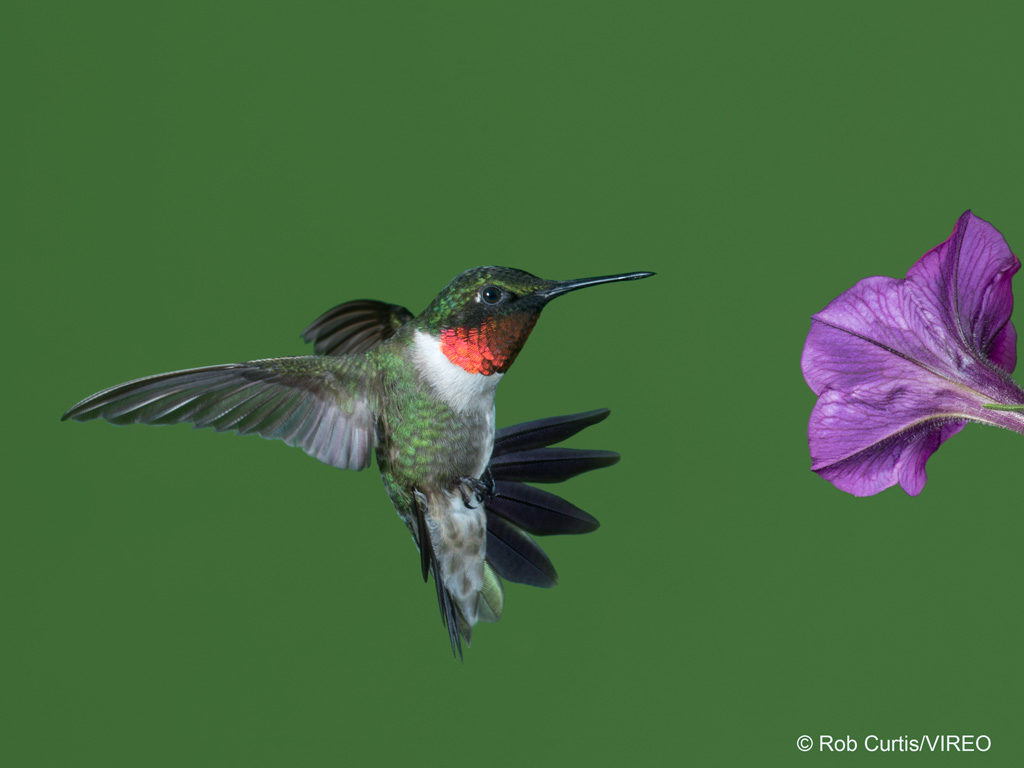 RUBY THROATED HUMMINGBIRD (Archilochus colubris)