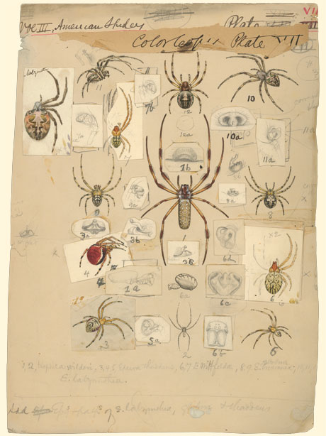 Henry McCook Spider Drawing