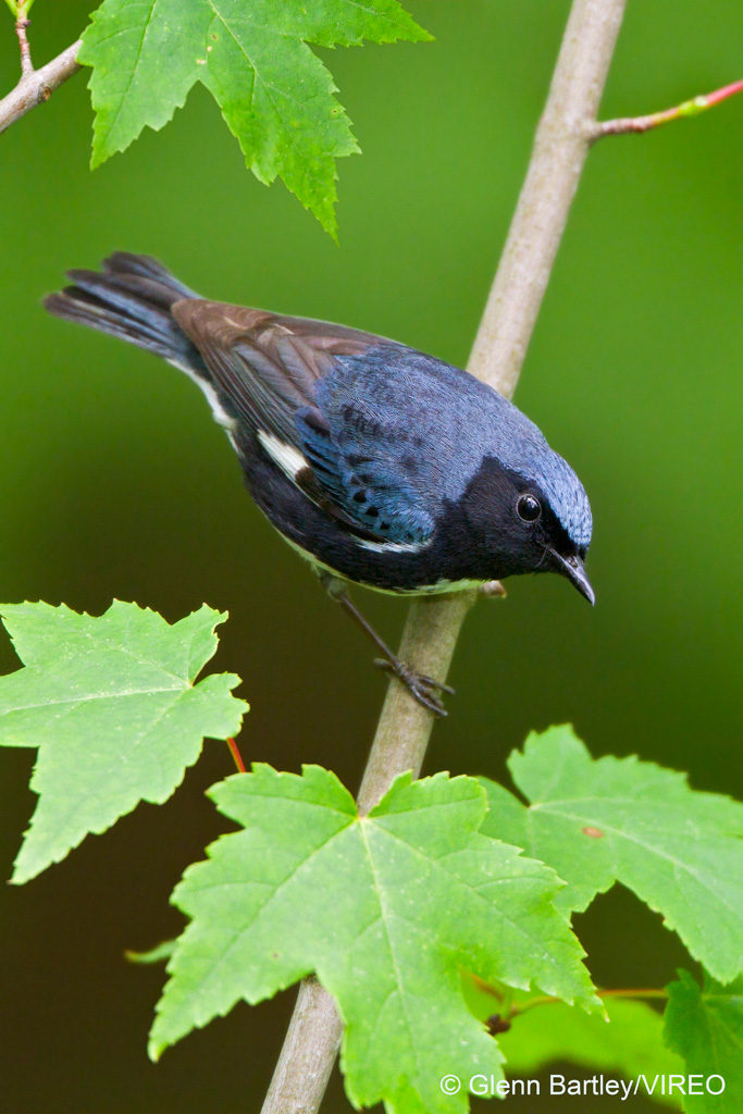 Black-throated Blue Warbler (Dendroica caerulescens) perched on a branch in Eastern Ontario, Canada.