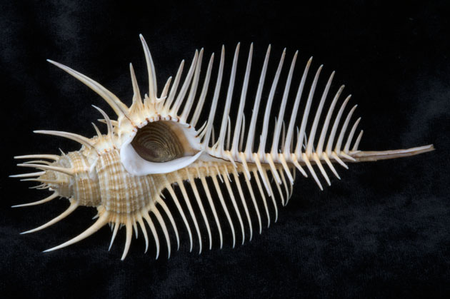 Venus Comb Shell