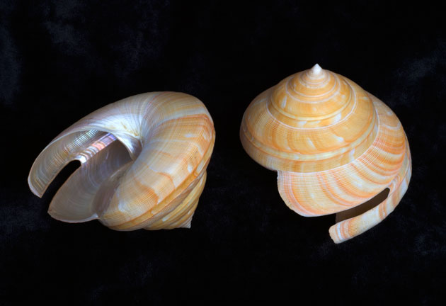 Teramachi's Slit Shell
