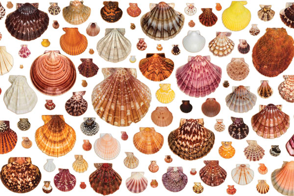 Scallop Shells