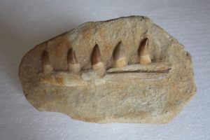 mosasaurteethoriginal