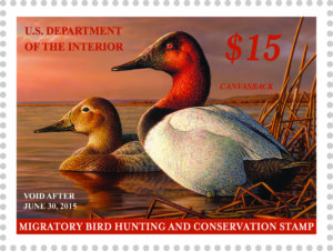 Canvasback Ducks appear on the 2015 stamp.