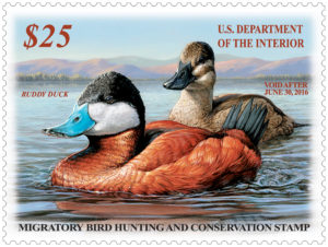 Two Ruddy Ducks pictured on the 2016 stamp.