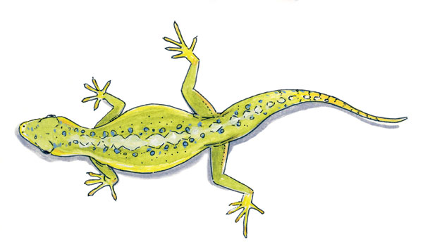 Reptile Illustration by Jason Poole