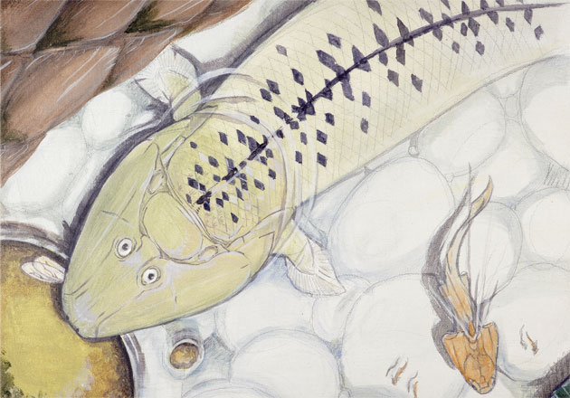 Tiktaalik roseae Illustration by Jason Poole