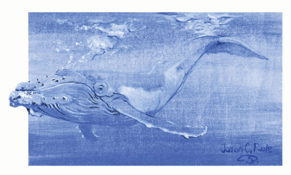 Whale Illustration by Jason Poole