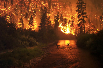 California has particularly been devastated by wildfires.