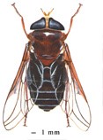 Horse flies are just one of the many insects that can collide with your car windshield.