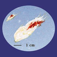 This photo of a horse fly splat indicates the presence of animal blood.