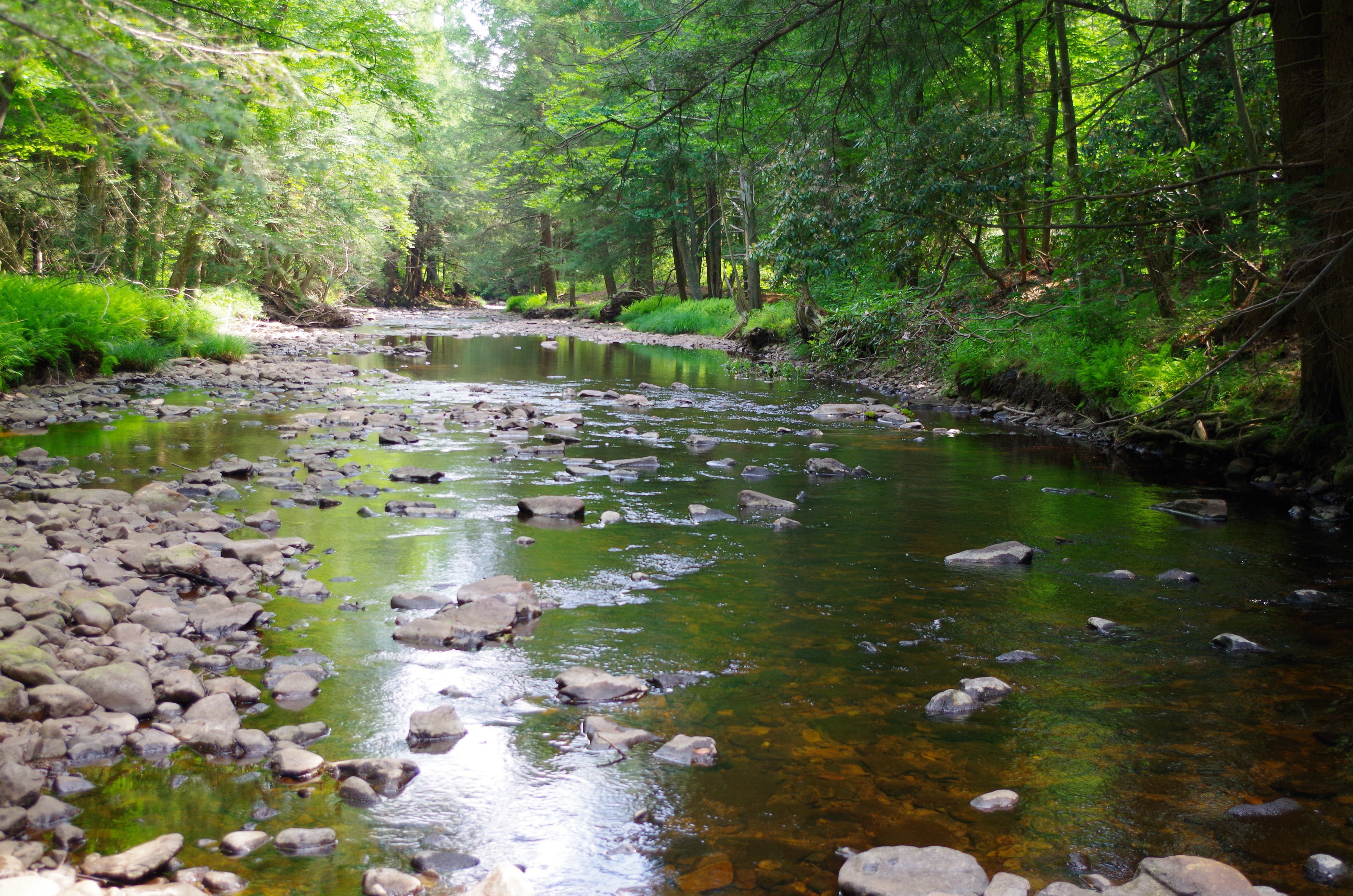 Collecting algae samples at Bear Creek near Wilkes Barre. Photo by Elena Colón