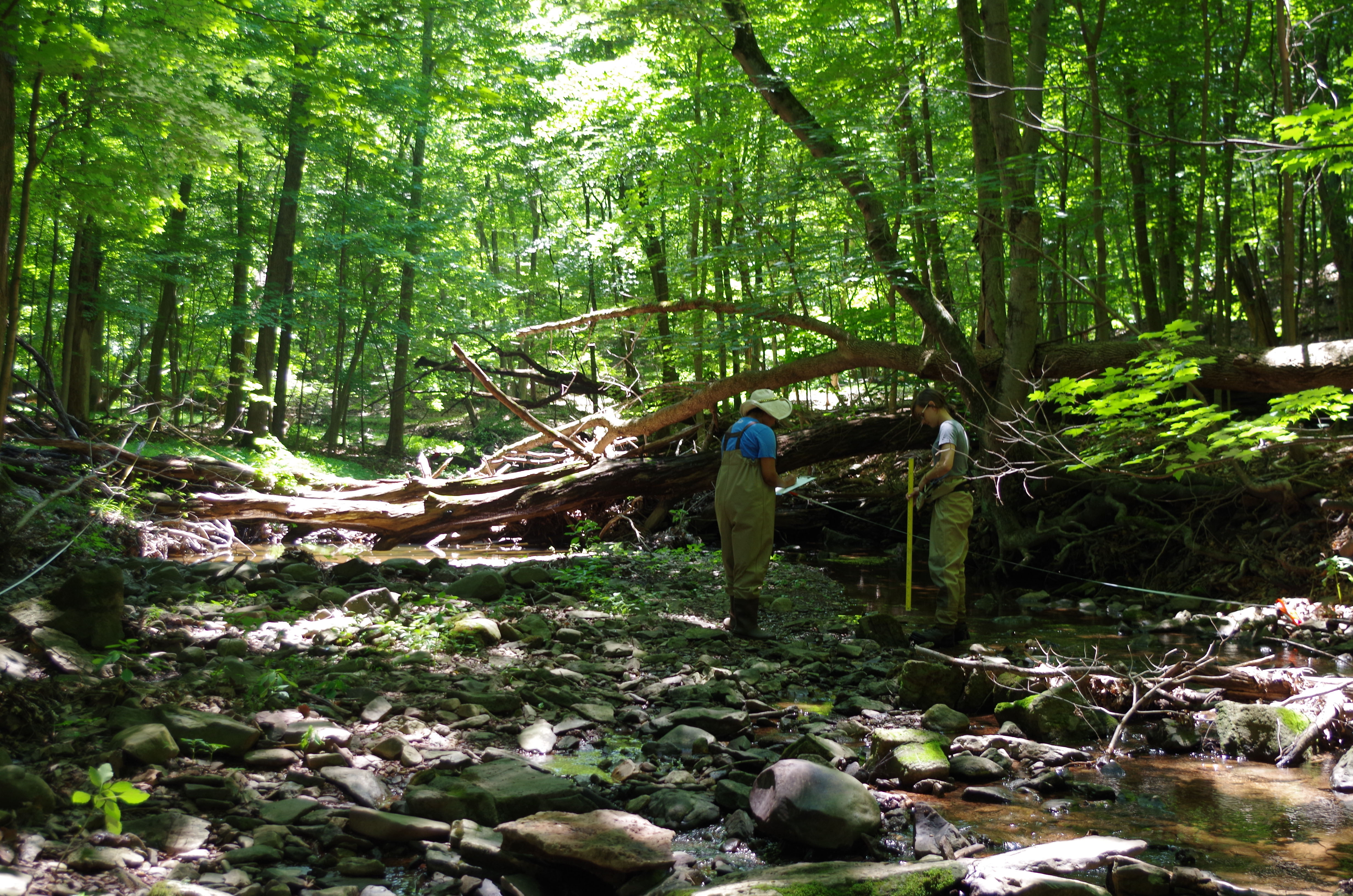 Academy scientists sample algae on Cobbs Creek near Bethlehem, Pa., as part of the Delaware River Watershed Initiative. Photo by Tess Hooper