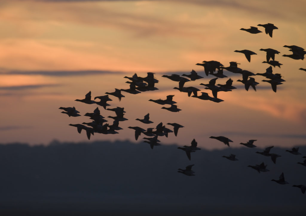 Brant; Branta bernicla; flock; NJ, Edwin Forsythe NWR