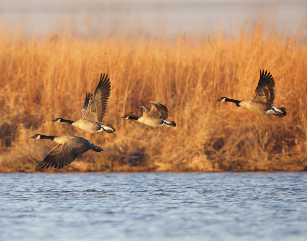 Giant Canada Geese at Upper Mississippi Conservation Area, St. Charles County, MO