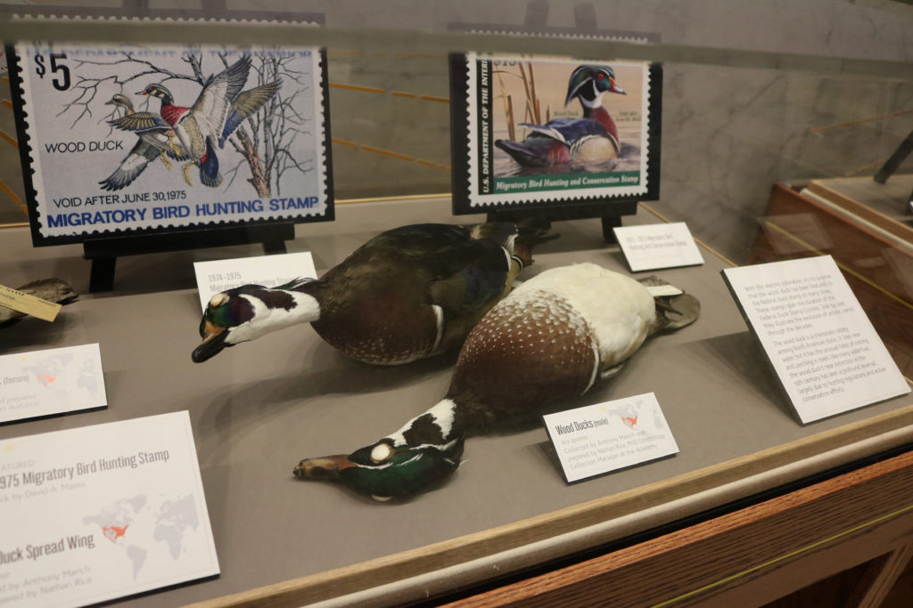 Wood duck specimens. Photo by Mike Servedio/ANS