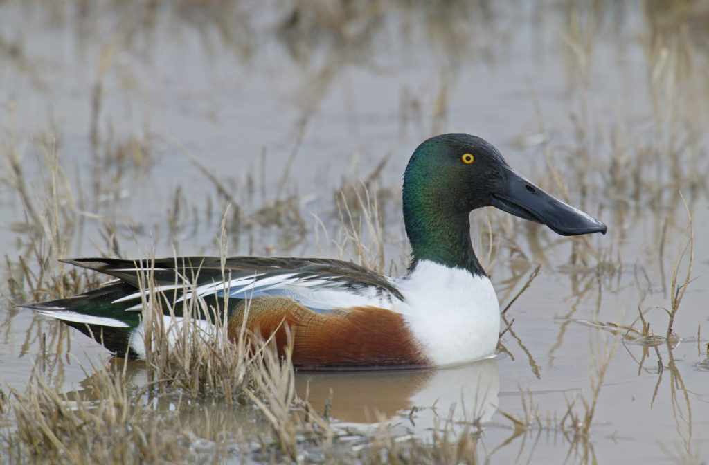 northern-shoveler-m17-67-543