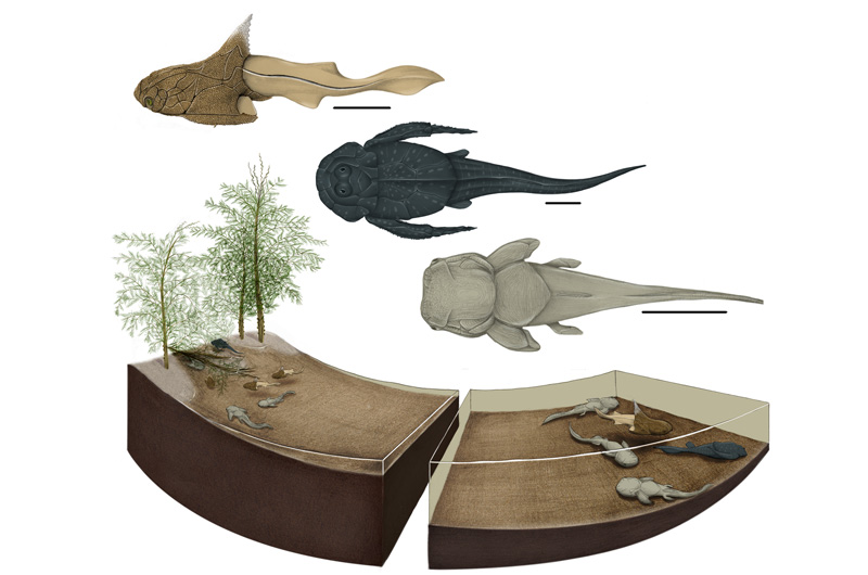 The Strud fossils date back to the Devonian Period.