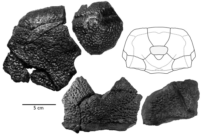 Fossil bones from skull of Bothriolepis rex