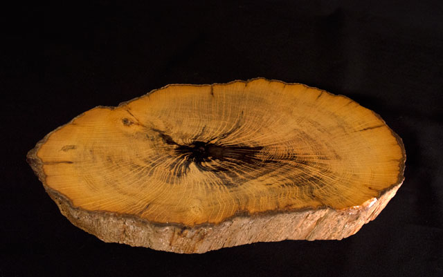 petrified wood on a black background as part of the mineral collection at the Academy of Natural Sciences