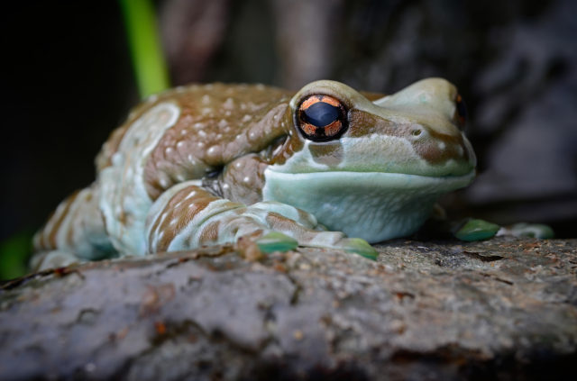 Frogs exhibit is open during spring break at Philly's Dinosaur Museum