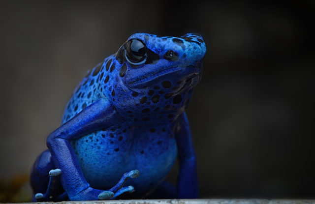 Visit Frogs during spring break at Philly's Dinosaur Museum