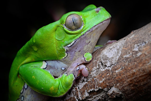 Visit the Academy of Natural Sciences to see a frogs exhibit this spring.