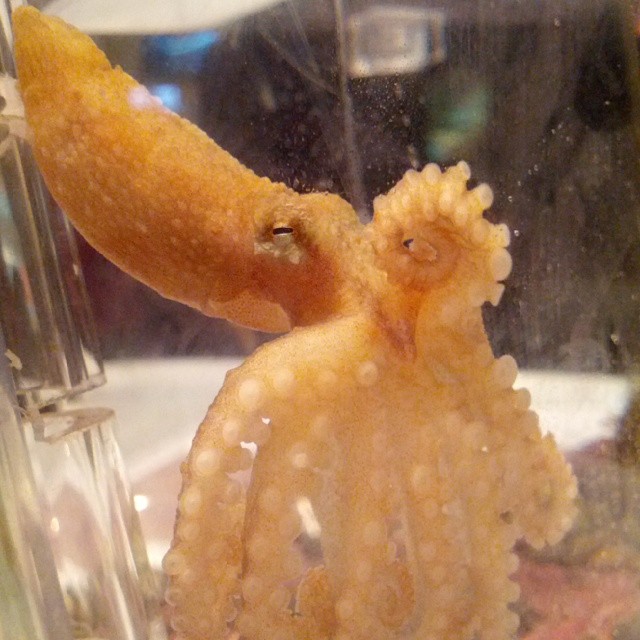 Purdum discovered a love of science as a child. Here's one of her favorite specimens: an octopus. | Photo by: Timshel Purdum/ANS