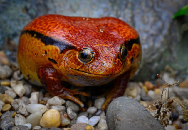Frogs: A Chorus of Colors is open on spring break at the Academy of Natural Sciences