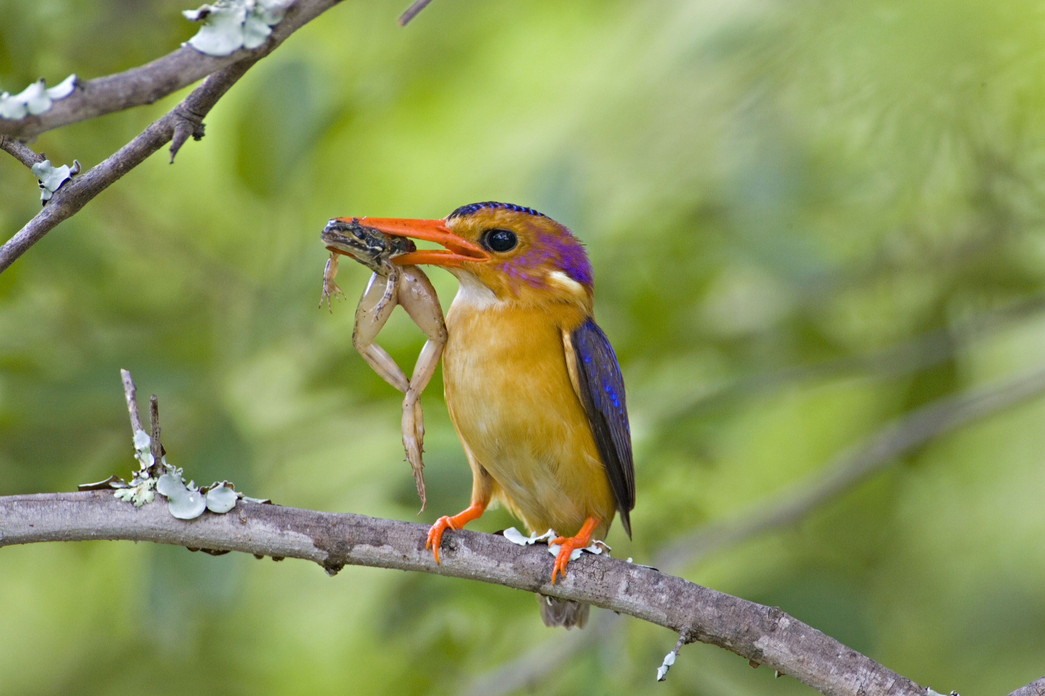 African Pygmy Kingfisher Ispidina picta carrying frog near nest burrow along the Olifantspruit River, near Nylstroom, Limpopo Province, South Africa 6 January 2006