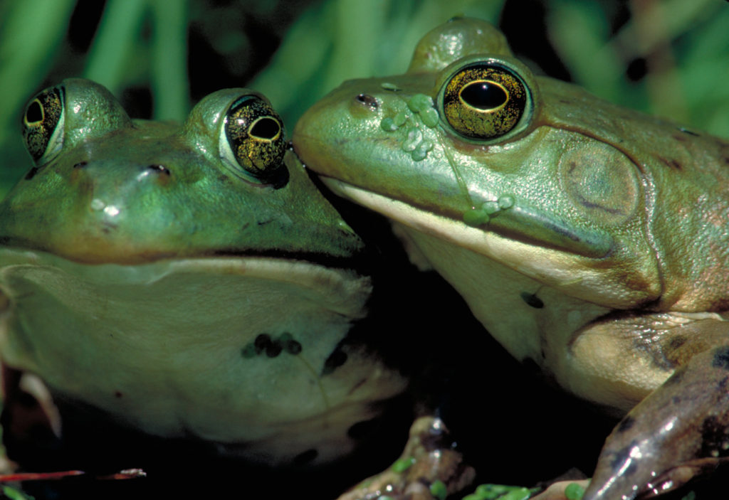 Frogs: A Chorus of Colors opens February 4. The exhibit features re-created habitats, and allows visitors to view their favorite amphibians up close.