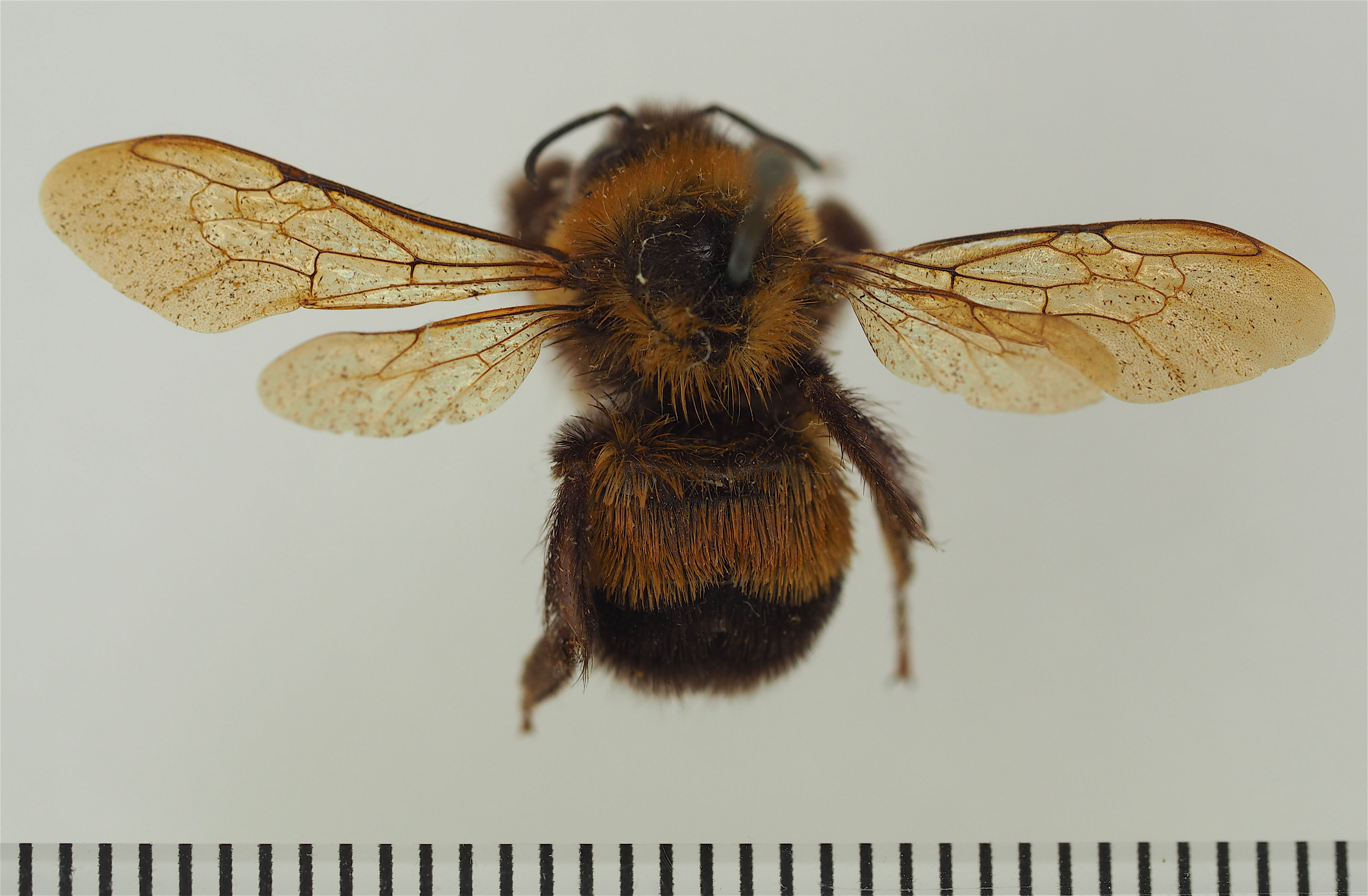 Type specimen of the rusty patched bumble bee. The scale bar at the bottom is in millimeters. Photo by J.D. Weintraub / ANSP Entomology