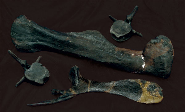 Hadrosaurus bones on velvet