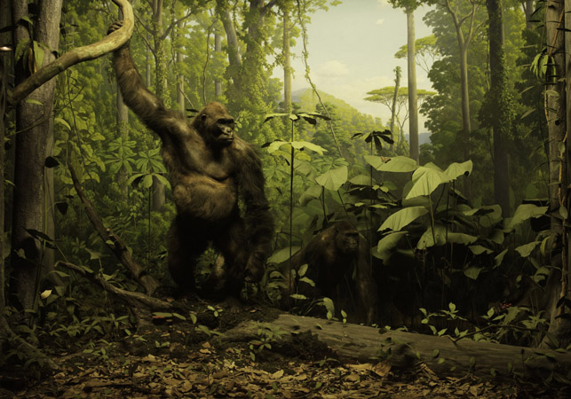 Gorilla diorama at the Academy of Natural Sciences