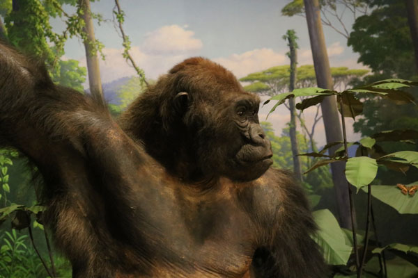 Gorilla diorama at the Academy of Natural Sciences