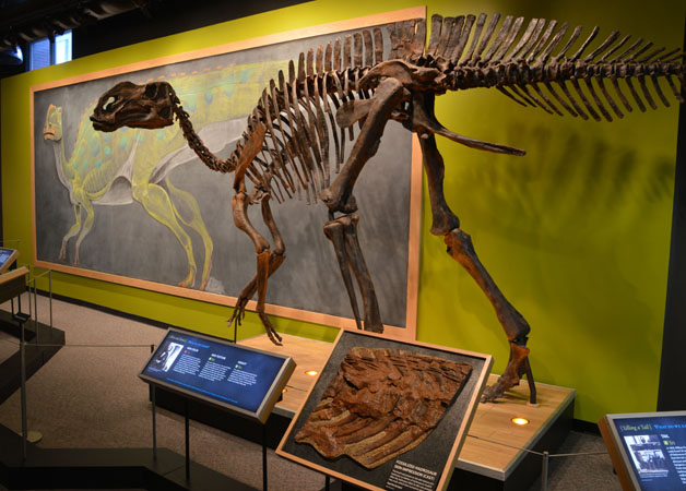 Hadrosaurus foulkii at the Academy of Natural Sciences