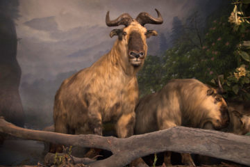 Takin Diorama at the Academy of Natural Sciences