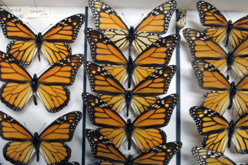 Monarch butterflies from the collection of the Academy of Natural Sciences