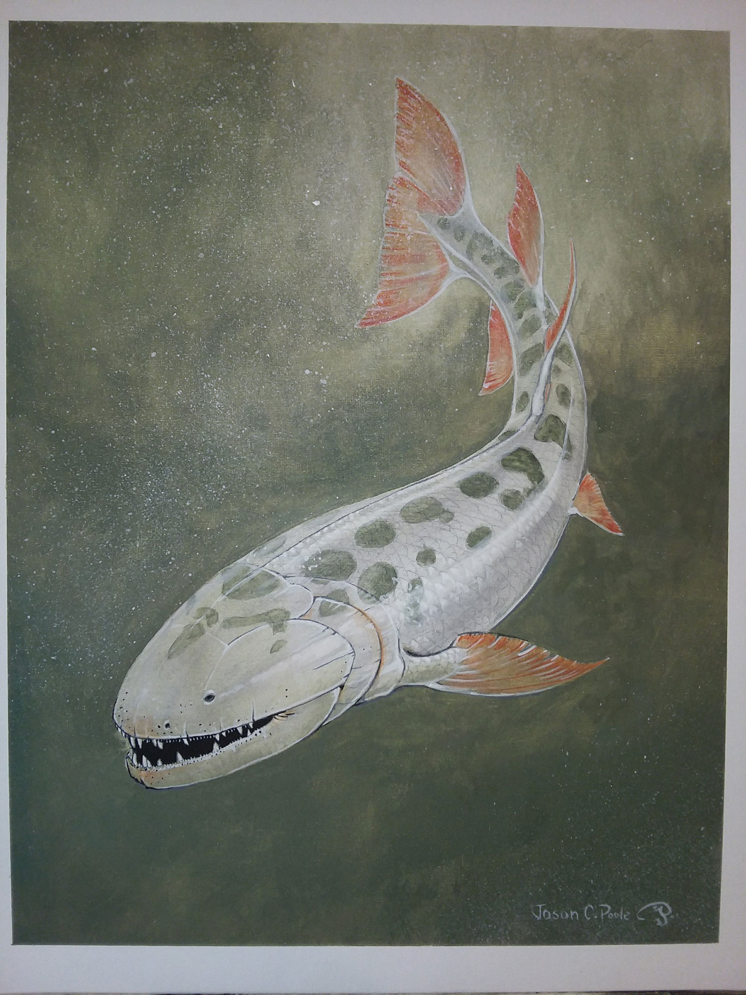 Hyneria lindae by Jason Poole