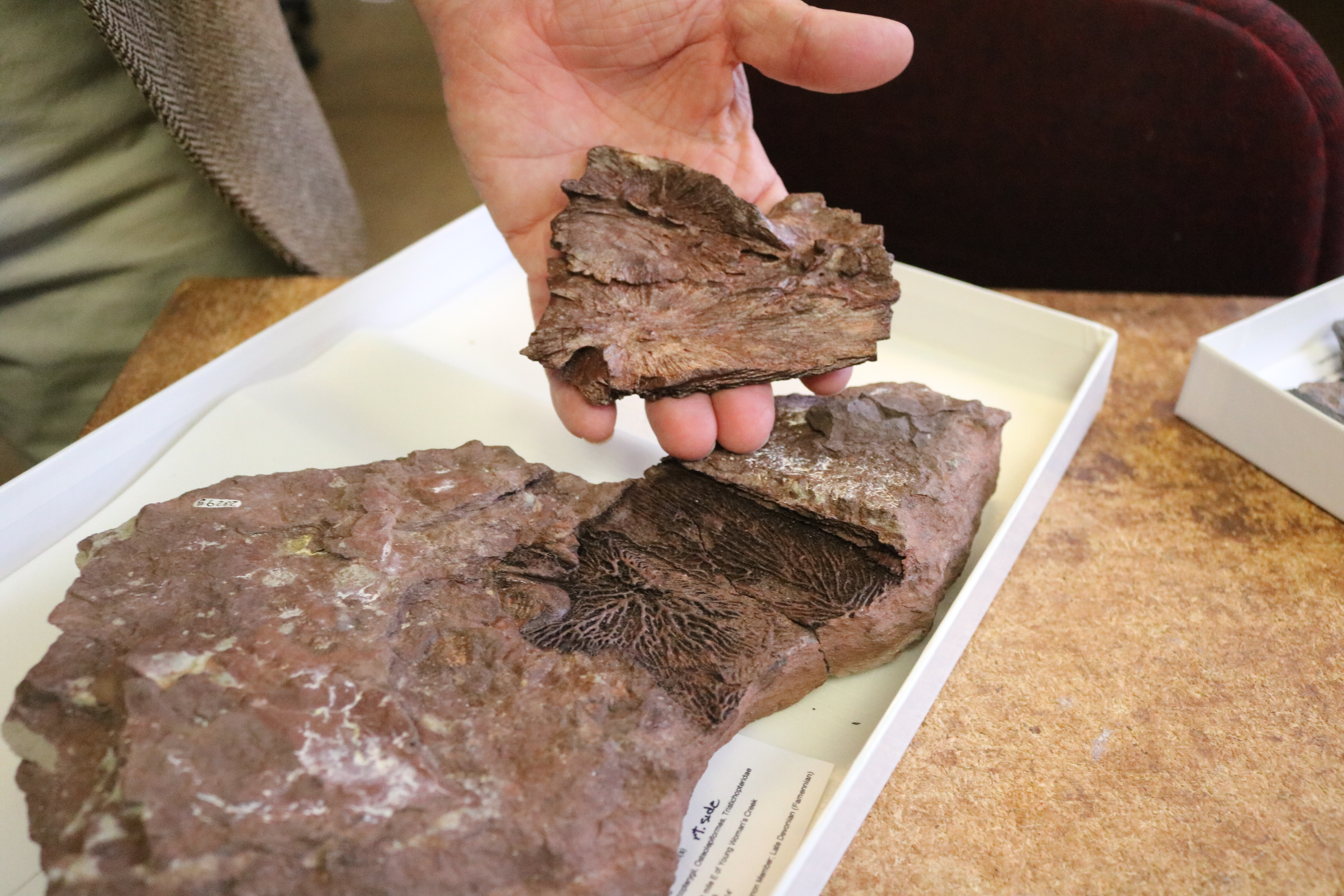 Hyneria lindae fossil